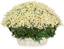 Цветочная композиция из Ромашки в корзине #REPLACE_PRED# Теплоозерске